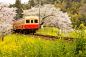 本地火车
Kominato线在千叶，日本，有樱花和强奸开花的。