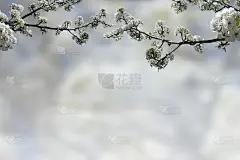 梨花框架与模糊的背景复制