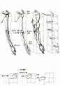 【一些人体躯干及四肢形体（骨骼）结构】，​​​​练起来！  #绘画学习# ​​​​