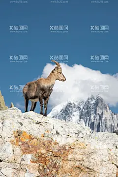 羊  - 源文件下载【酷图网】野生动物园,野生,动物,野生动物图片,养殖场图片,生物世界,禁止吃野动物,禁止食用,野生动物,禁止捕杀,野生动物海报,禁食野生动物,禁吃野生动物,禁止食野味,严禁吃野味,禁止吃野味,保护野生动物,禁止滥捕乱杀,摄影,其他,图片素材,