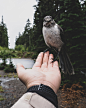 General 3200x4000 nature Bird on Hand looking at viewer forest Tristan Pineda