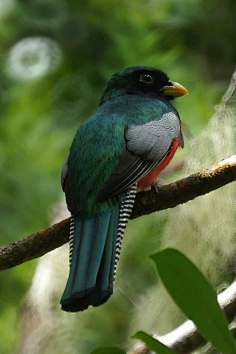 飞鸟集-花瓣网|陪你做生活的设计师 | 鹃形目·杜鹃科·八声杜鹃属