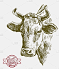 breeding cow. animal husbandry. livestock illustra