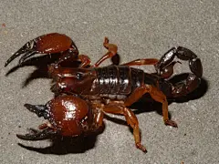 点击查看源网页