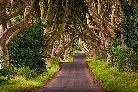 暗黑树篱是北爱尔兰的一个著名旅游景点，吸...
