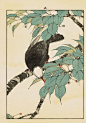 Japanese Antique Original Woodcut Print, Imao Keinen, "Cherries, Chinese bulbul" *saved by oldsum