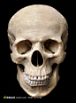 头骨系列 - 美丽的头骨