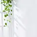 墙边植物背景_新图网 https://www.ixintu.com 墙边 植物 清新 文艺 简约 质感 主图 纹理