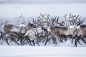 摄影师 Nicolas Dory 记录的驯鹿大规模迁移 ​​​​，场面之震撼 ​ ​​​​