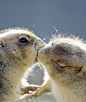 两只松鼠kiss，右边这只竟然闭眼了，好甜蜜啊，so lovely~