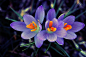 漂亮的紫色番迎春三重奏。 #采集大赛#