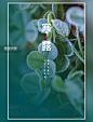 二十四节气寒露节气绿叶绿色结霜海报图片_潮国创意