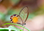 中美洲 玻璃翼蝴蝶(学名Greta Oto)，其翅脉间的组织是透明的，看上去就和玻璃一样