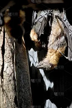 果蝠倒挂着