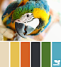 color squawk
