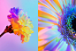 NEON FLOWERS : These images are part of photographic research I did on the theme of flowers for a collaboration with Huawei.I chose to worked only with white flowers and use the power of light to create colours, like painting on a white canvas. Colourful 