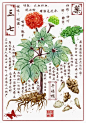 中草药插画｜三七｜本草纲目｜新年日历 - 小红书