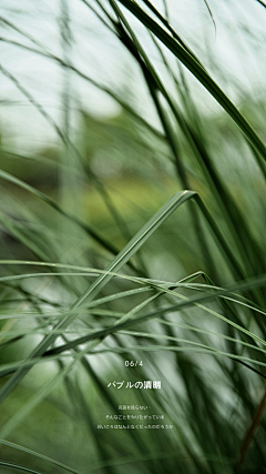 JE°采集到植物 花