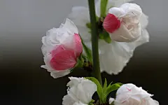 碧桃花高清花卉摄影图片电脑壁纸1920x1080