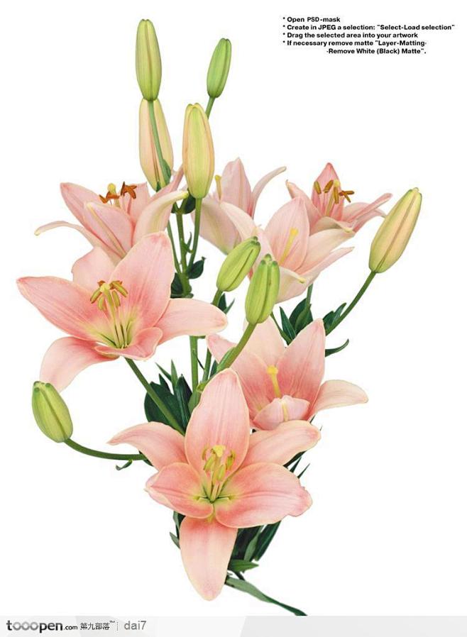 花艺花束-粉色的百色花