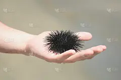 活着的海胆躺在手上。