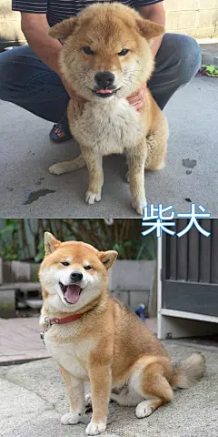 很多狗狗三四个月龄之后会进入丑到变形的阶段，可能出现体型不协调，嘴巴变尖，变成猴子脸，毛质变得糟糕等情况，俗称的尴尬期，度过这段最丑的时期就会慢慢蜕变成漂亮的大狗了！不过也有一些汪，即使过了尴尬期外表变漂亮了，仍控制不住体内的逗比属性，终成一代表情包大师！