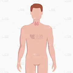 健康保健,男人,甲状腺,扁平化设计,生物学,信息图表,人,白色背景,剪影