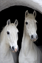 white horses