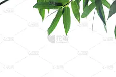 背景分离,纹理,竹子叶,白色背景,灌木,绿色,分离着色,活页夹,鸡尾酒,剪贴路径