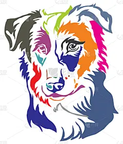 狗,多色的,矢量,绘画插图,边境牧羊犬,华丽的,注视镜头,可爱的,纯种犬,服从