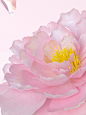牡丹花0000_0340