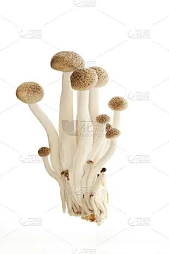 美丽的有机食用蘑菇