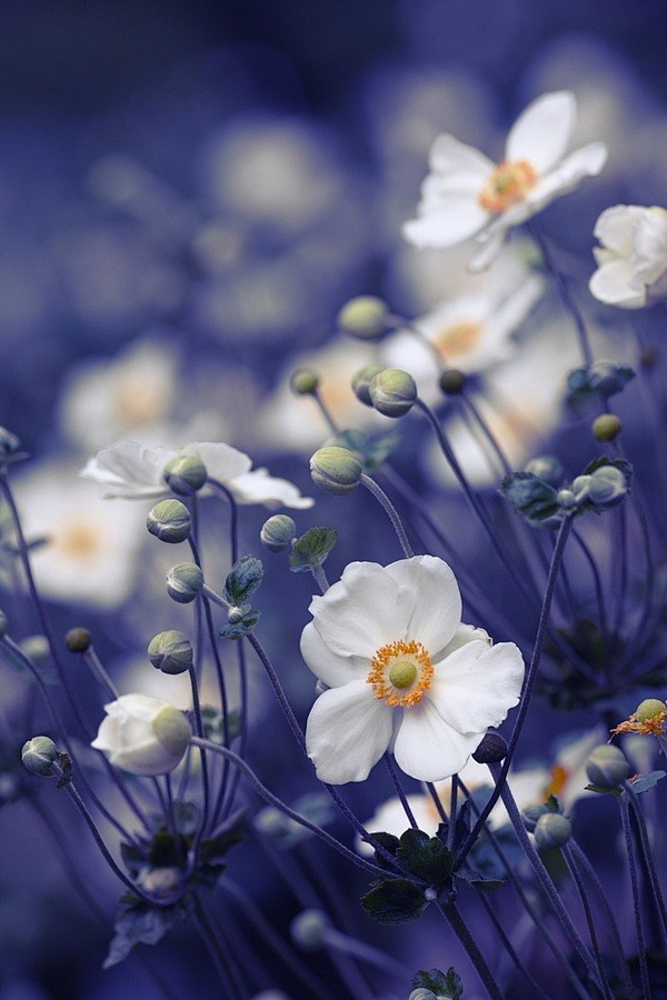 Japanese anemones#春暖...