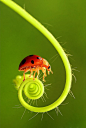 微距摄影：小昆虫们的大世界