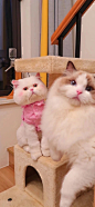 猫咪