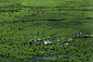 Grassland in North Xinjiang : Sheep, rivers and grass constitute the photo, which explains the perfect union of dot, line and plane. I took the picture aiming to impress people with a boundless vision and inspire them into the nature. Personally, the work