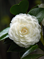 #微距# #山茶花# #鲜花#Camelia|Flickr-BerbagiFoto!