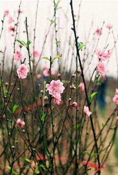 雨中的背影采集到那些花儿