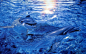 可爱的海豚 海洋精灵  1280*800kevin741963的图片墙-搜狐相册 #野生动物#