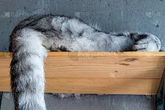 长尾巴的猫睡在墙上的架子上。背景。