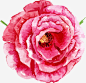 手绘水彩花朵矢量图高清素材 AI 卡通 可爱 手绘 水彩 红色 线条 花卉 花朵 花纹 鲜花 矢量图 免抠png 设计图片 免费下载