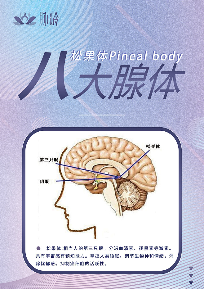 松果体Pineal-body