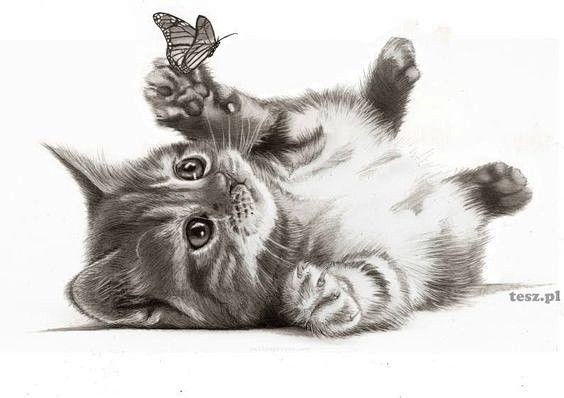 素描小萌猫 ​​​​
