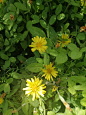圆叶苦荬菜（Ixeris stolonifera A. Gray）是菊科苦荬菜属植物，叶柄长1-4厘米，叶片圆形或椭圆形，总苞片2-3层，外层极短，披针形，舌状小花黄色，15-26枚。