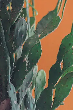 多肉植物高清摄影素材