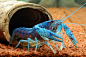Blue Florida Lobster-Picture 2 by Flashback981 on deviantART