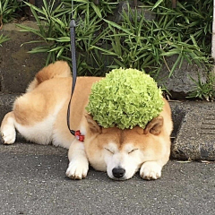 一朵花开的时间采集到萌宠