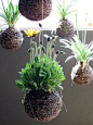 String gardens - look like dangling pineapples! Cute and unusual.