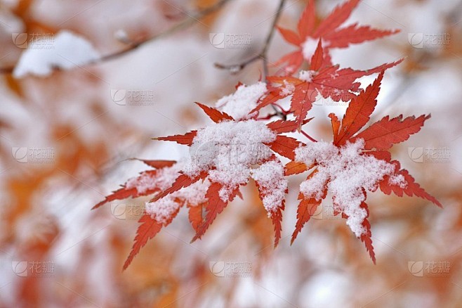 雪和秋叶