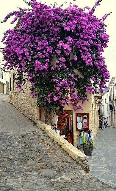 Bougainvillea... Cor...